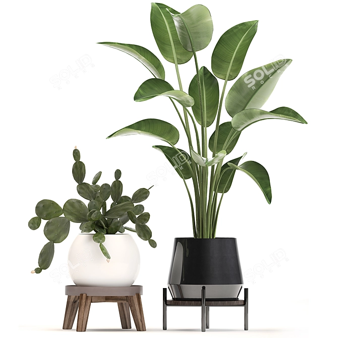 Exotic Plant Collection with Decorative Pots 3D model image 2
