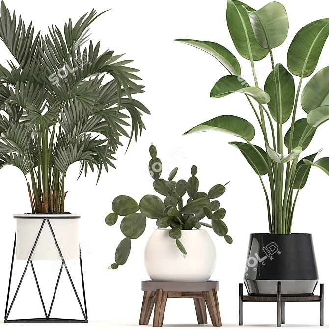 Exotic Plant Collection with Decorative Pots 3D model image 4