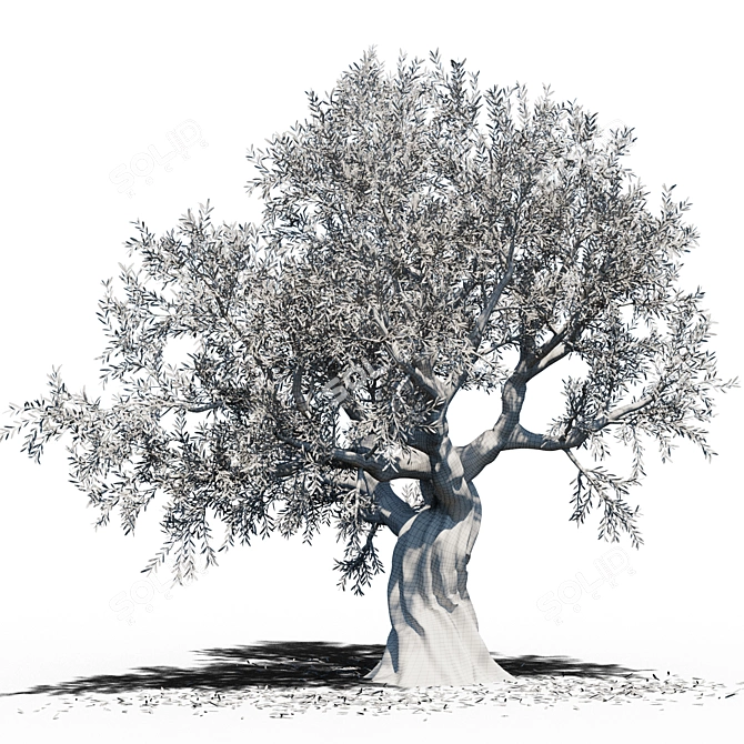  Grown to Perfection: Europa Olea Olive Tree 3D model image 2