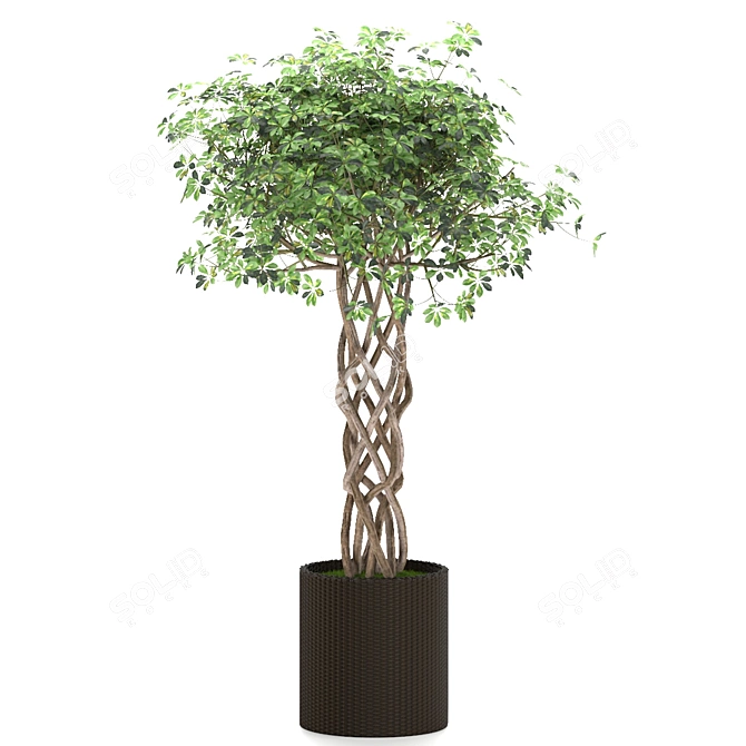 Golden Capella - Elegant Schefflera Tree 3D model image 4