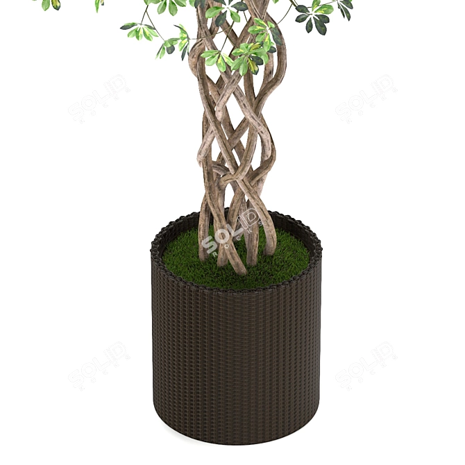 Golden Capella - Elegant Schefflera Tree 3D model image 6