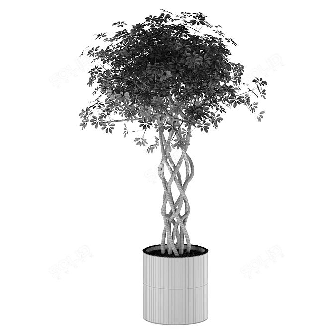 Golden Capella - Elegant Schefflera Tree 3D model image 7