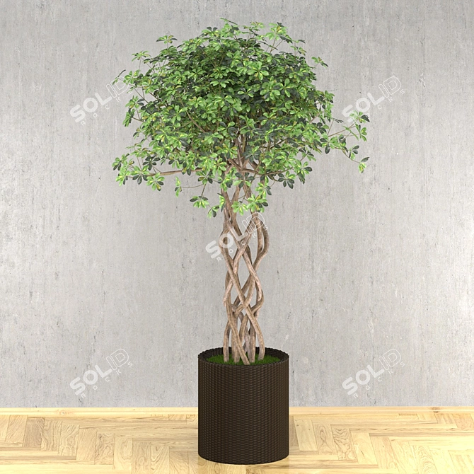 Golden Capella - Elegant Schefflera Tree 3D model image 8