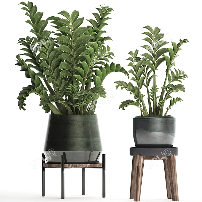 Exotic Houseplant Collection: Zamioculcas & Caladium in Pots 3D model image 1