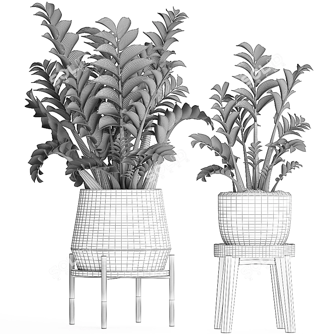 Exotic Houseplant Collection: Zamioculcas & Caladium in Pots 3D model image 5