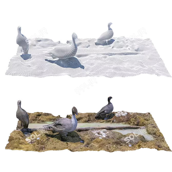 Feathered Wonders Exhibit 3D model image 2