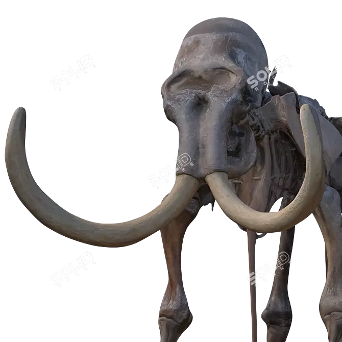 Mammoth Fossil: High-Res Skeleton 3D model image 2