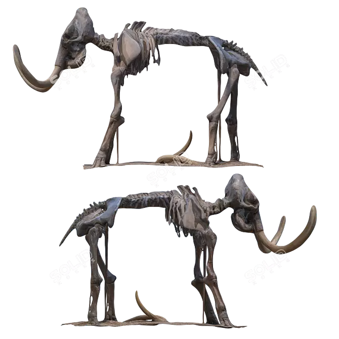Mammoth Fossil: High-Res Skeleton 3D model image 3