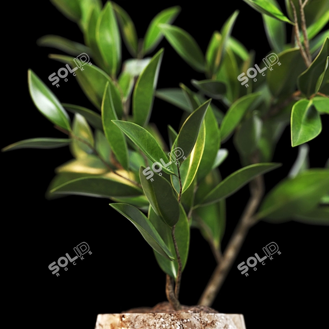 3D Plant Model - High Quality Archive 3D model image 2