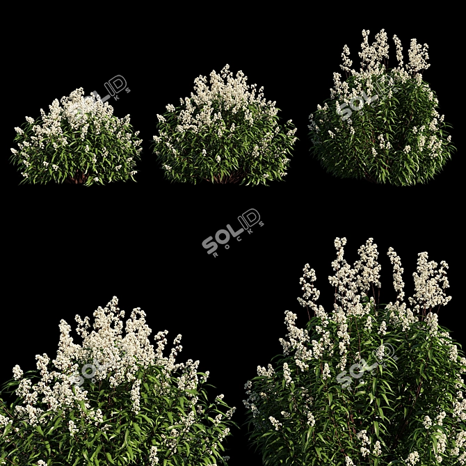 Spiraea Alba Tree: Life-like 3D Model 3D model image 1