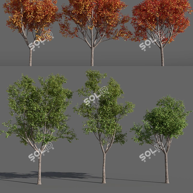 Variations of Trees (Summer-Autumn) 3D model image 1