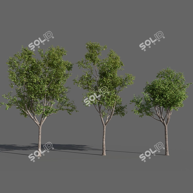 Variations of Trees (Summer-Autumn) 3D model image 2