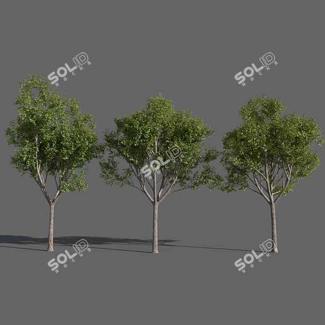 Variations of Trees (Summer-Autumn) 3D model image 3