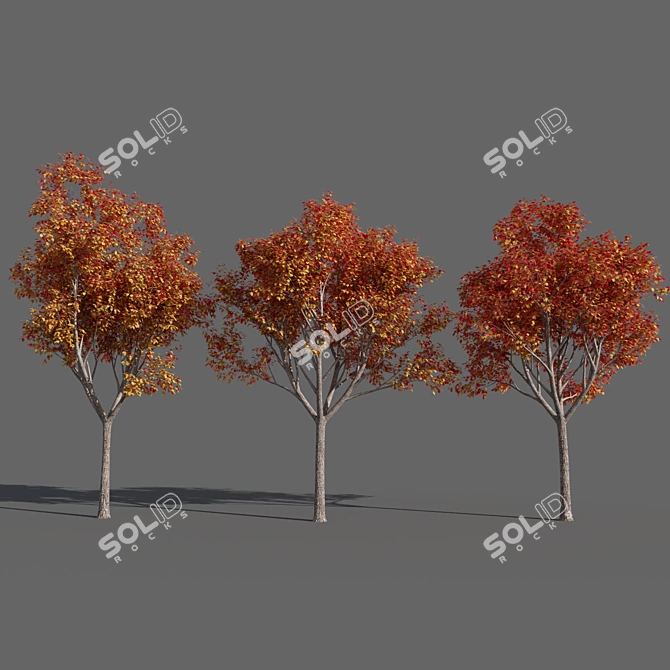 Variations of Trees (Summer-Autumn) 3D model image 4