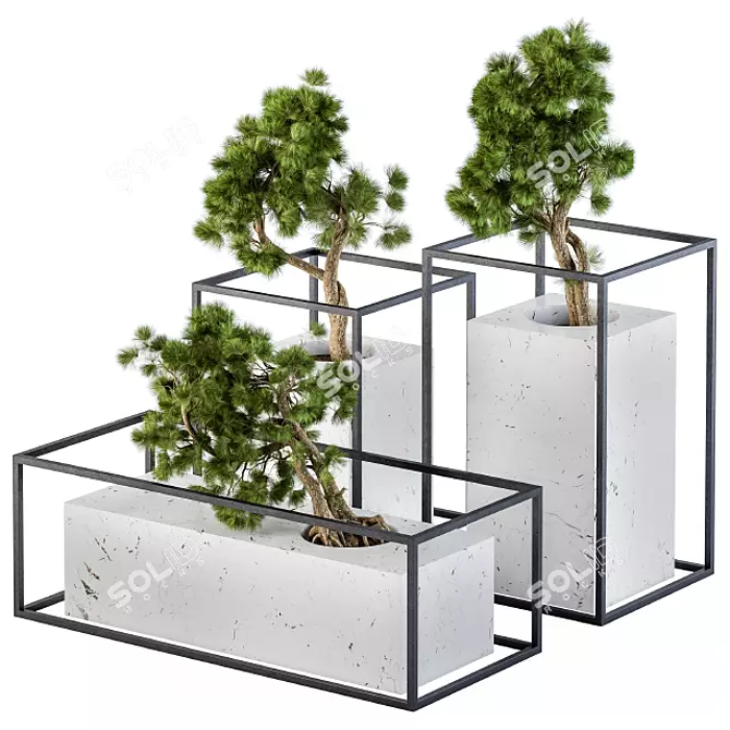 Marble Pot Bonsai Pine - 3 Types 3D model image 1