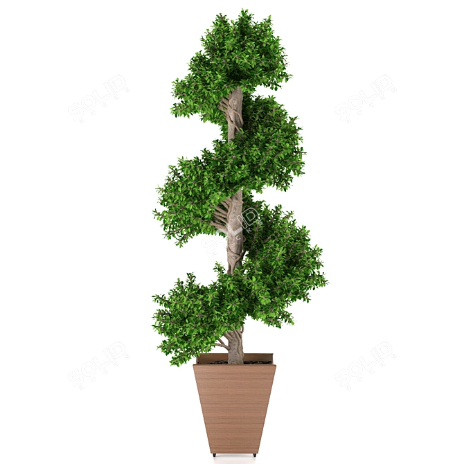 Spiral Boxwood - 1447mm Height 3D model image 1