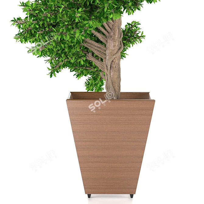 Spiral Boxwood - 1447mm Height 3D model image 3