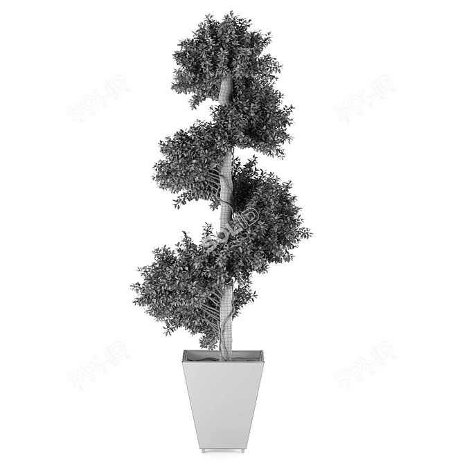 Spiral Boxwood - 1447mm Height 3D model image 4