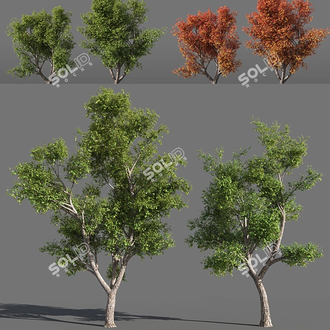  Seasons Tree Pack 3D model image 1