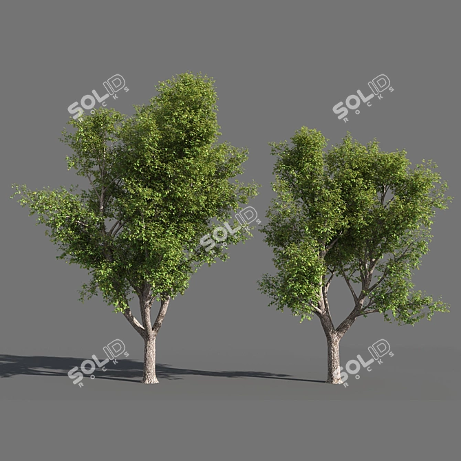  Seasons Tree Pack 3D model image 3