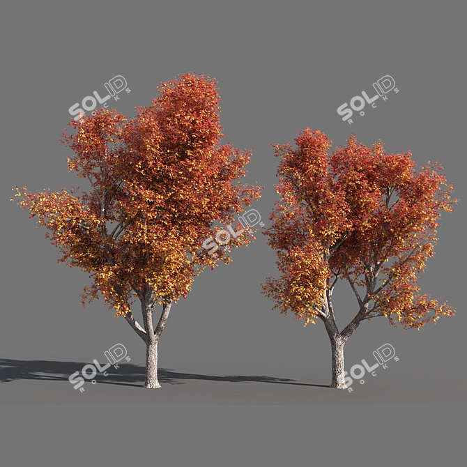  Seasons Tree Pack 3D model image 4