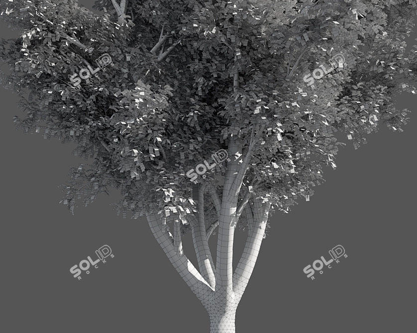  Seasons Tree Pack 3D model image 5