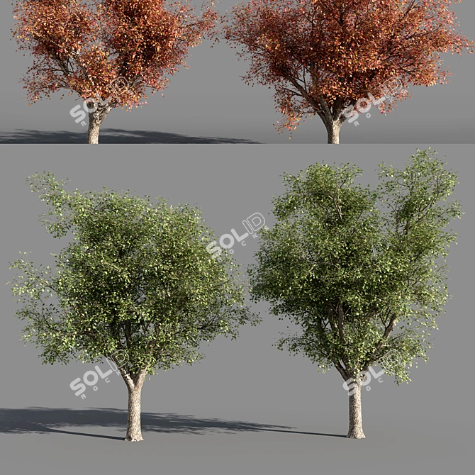 Title: 4 Varieties of Summer-Autumn Trees 3D model image 1