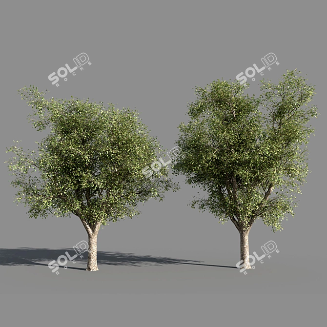 Title: 4 Varieties of Summer-Autumn Trees 3D model image 2