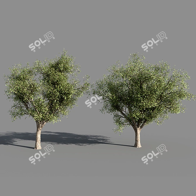 Title: 4 Varieties of Summer-Autumn Trees 3D model image 3