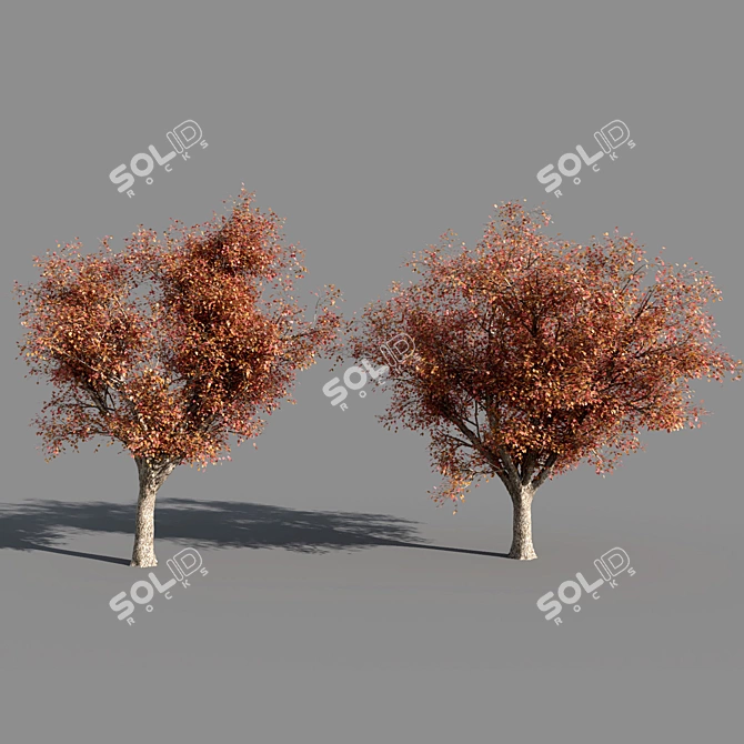 Title: 4 Varieties of Summer-Autumn Trees 3D model image 4