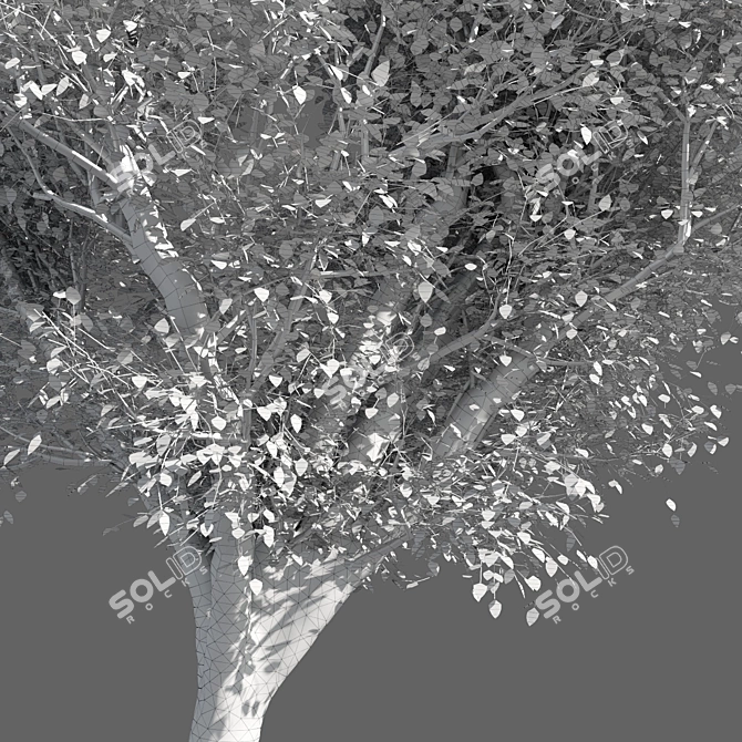 Title: 4 Varieties of Summer-Autumn Trees 3D model image 5