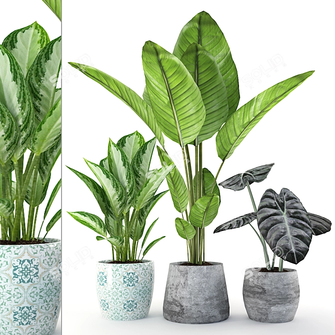 Tropical Paradise: Chinese Evergreen & Alocasia 3D model image 1