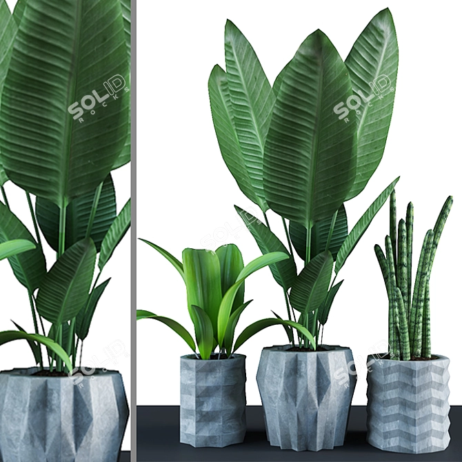 Tropical Trio: Paradise, Ti, Sansevieria 3D model image 1