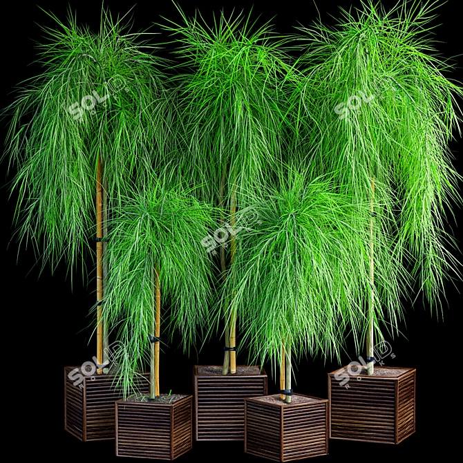 Dwarf Acacia Waterfall: Stunning Plant Set 3D model image 1