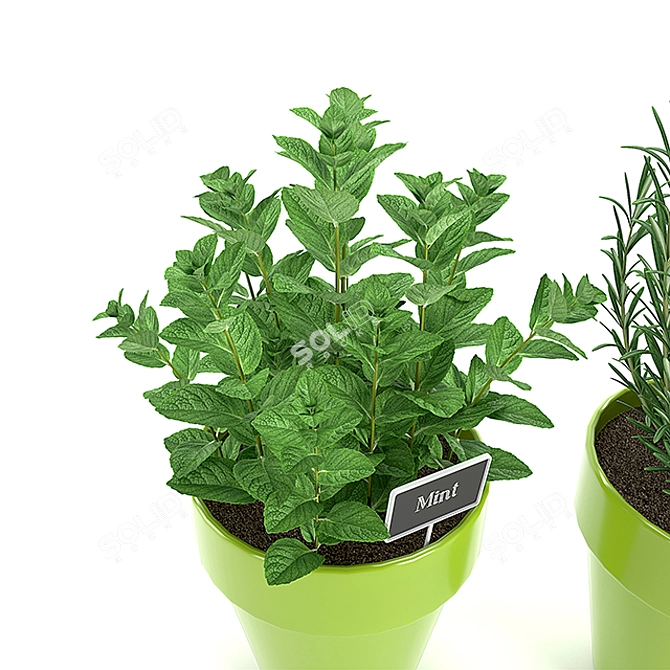 PBR Compatible Kitchen Plants 3D model image 2