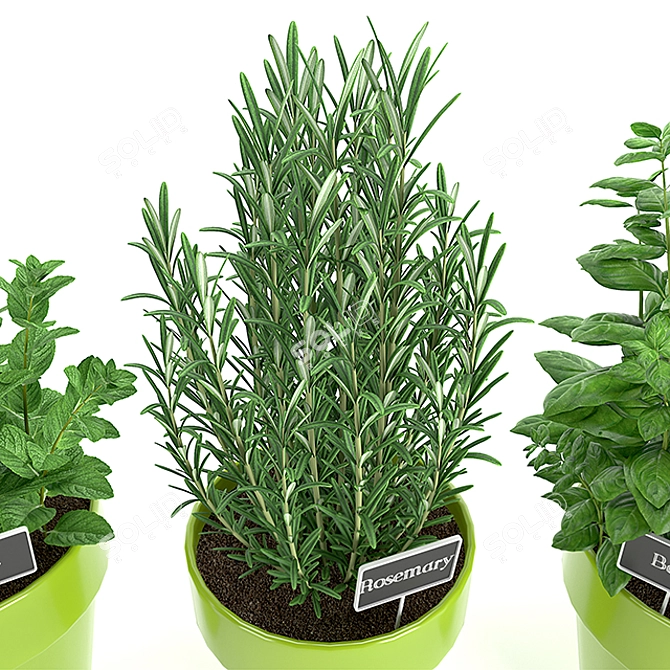 PBR Compatible Kitchen Plants 3D model image 3