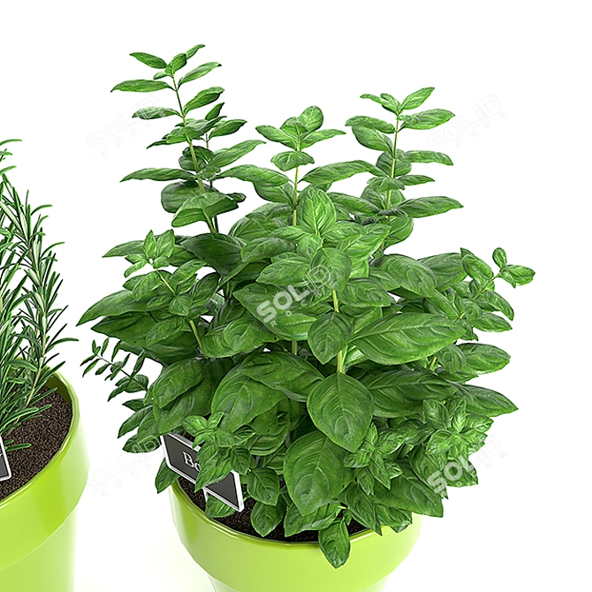 PBR Compatible Kitchen Plants 3D model image 4