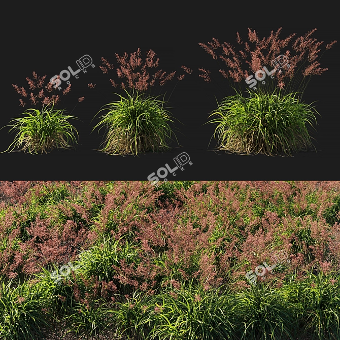 Lush Calamagrostis Arundinacea Grass 3D model image 1