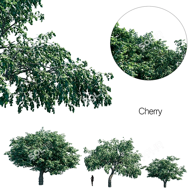 Cherry Blossom Collection 3D model image 1