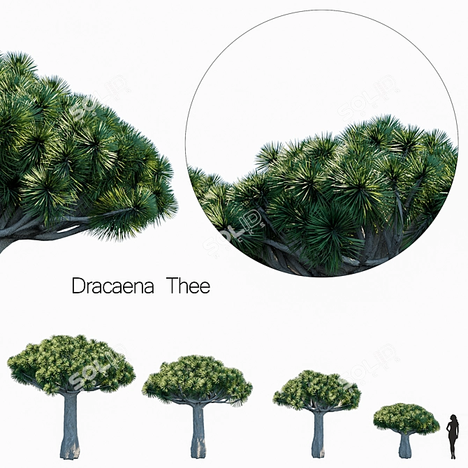 Green Oasis: Dracaena Set 3D model image 1