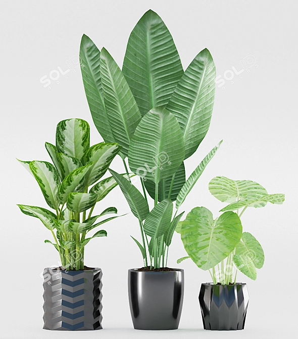 Exotic Plants in Black Ceramic 3D model image 2