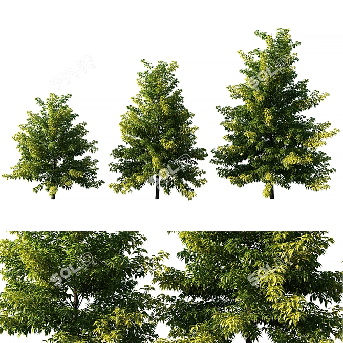  Majestic Nyssa Tree: Stunning 3D Model 3D model image 1