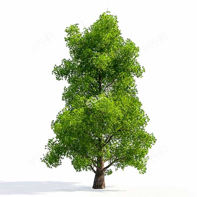 Glistening Silver Maple Tree 3D model image 1