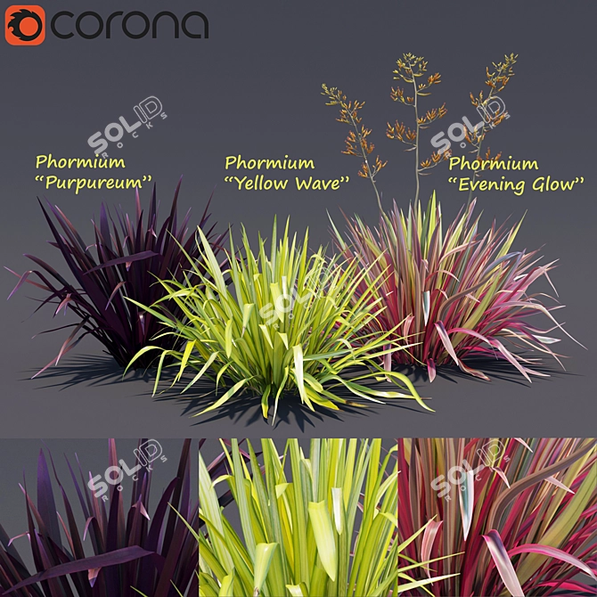 Exquisite Phormium Collection 3D model image 1