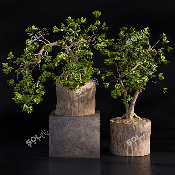 Natural Wood Bonsai Planter 3D model image 1