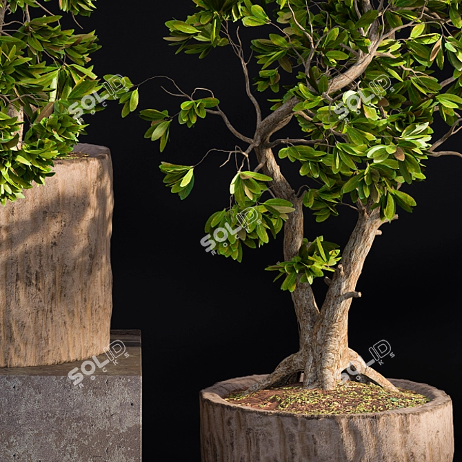 Natural Wood Bonsai Planter 3D model image 2