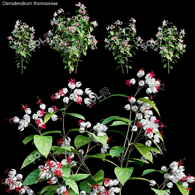 Clerodendrum 01: High-Poly 3D Model 3D model image 1