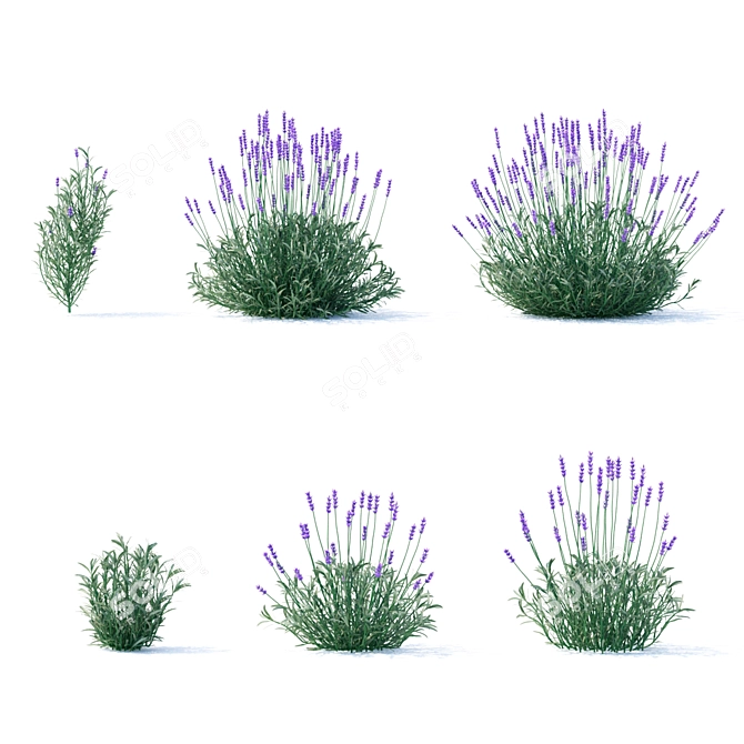 Narrow-Leaved Lavender Plant | Lavandula angustifolia 3D model image 4