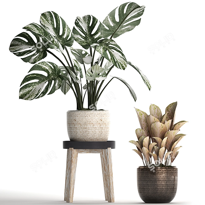 Exotic Monstera Collection: Variegated Houseplants 3D model image 2