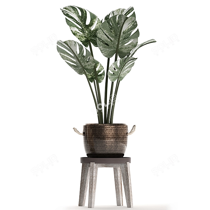 Exotic Monstera Collection: Variegated Houseplants 3D model image 3